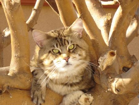 Ustinov du Shape de Thor